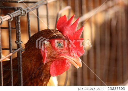 Chicken on traditional poultry farm Chicken on traditional poultry farm 13828803