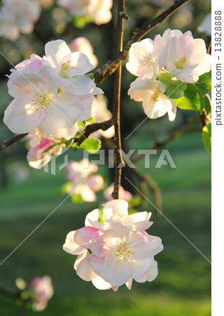 Apple blossoms in spring 13828888