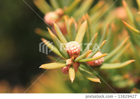 紫杉樹花（雄花） 13829427