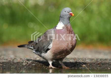 Wild pigeon 13830035