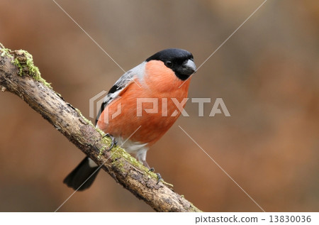 Bullfinch male 13830036