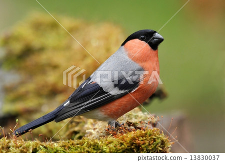 Red bullfinch 13830037
