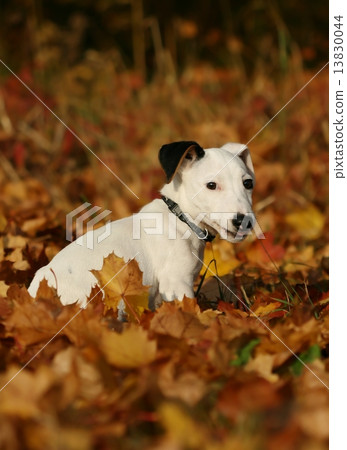 Jack Russel terrier 13830044