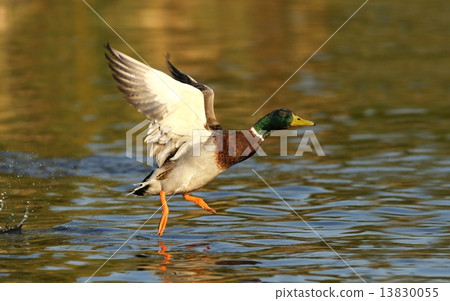 飞鸭―Flyingduck网站图片