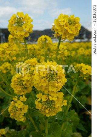 Rape blossoms 13830072