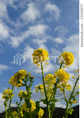 Rape blossoms 13830077