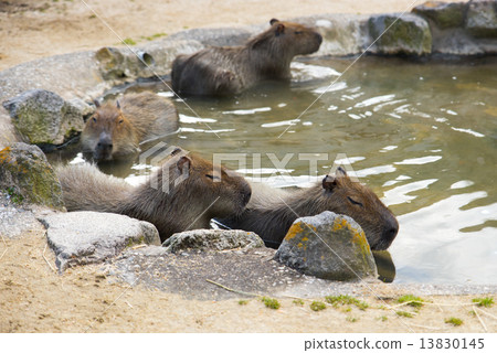 在山地獄的水豚 13830145