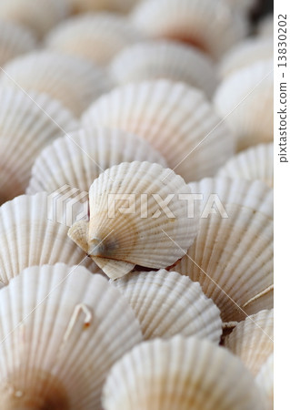 扇貝扇貝 13830202