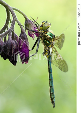 Dragonfly on comfrey Dragonfly on comfrey 13830505