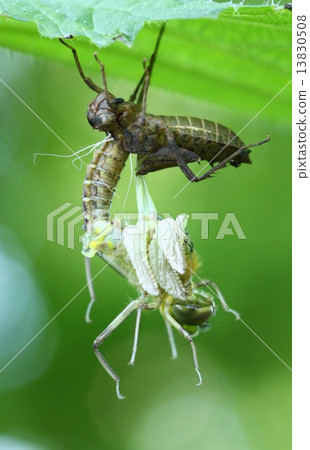 Birth of dragonfly Birth of dragonfly 13830508