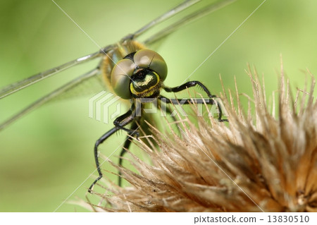 Somatochlora metallica portrait Somatochlora metallica portrait 13830510