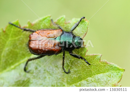 Phylloperta horticola Phylloperta horticola 13830511