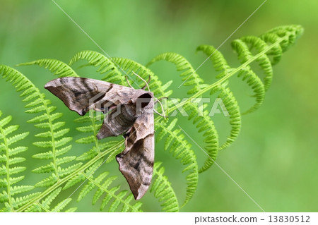 Hawk moth Hawk moth 13830512