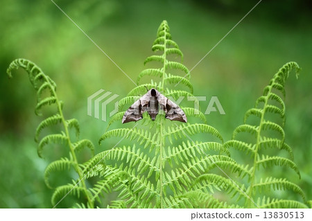Hawk moth on fern 13830513