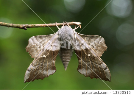 Laothoe populi 13830515