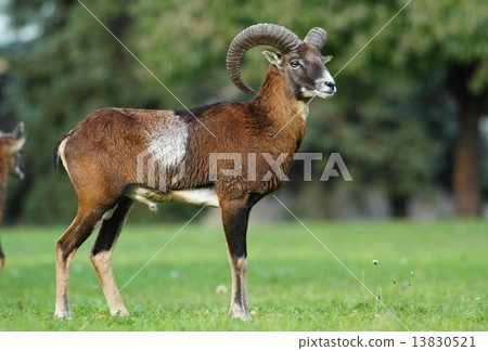 Mouflon ram 13830521