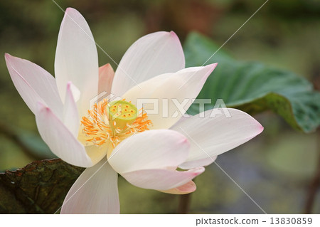 Big pink lotus flower 13830859