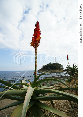 Aloe village 13831069