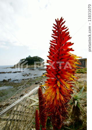 Aloe village Aloe village 13831070