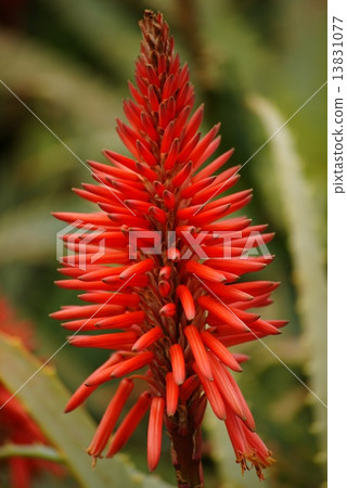 Aloe village 13831077