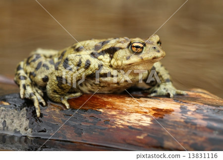 Bufo bufo Bufo bufo 13831116