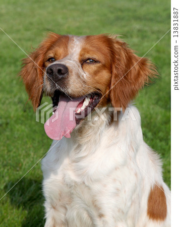 Brittany Spaniel dog 13831887