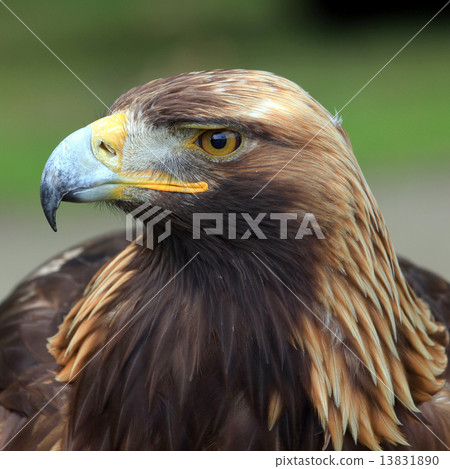 The head of Golden Eagle 13831890