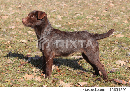 Patterdale Terrier /Wire/ in the park Patterdale Terrier /Wire/ in the park 13831891