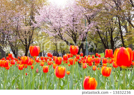 Tulips at Tokiwa Park and cherry blossoms bloom together Tulips at Tokiwa Park and cherry blossoms bloom together 13832236