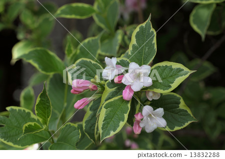 Variegated rabbit flower 13832288