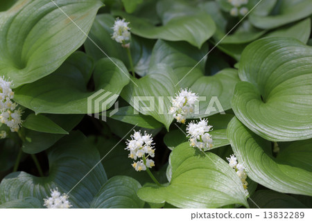 Flower of My Thousand fruit 13832289