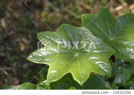 Peppermint leaves Peppermint leaves 13832290