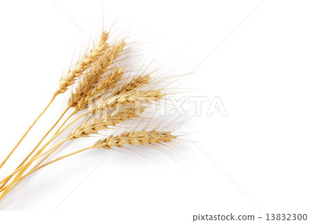 小麥秸稈 13832300