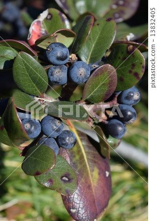 厚葉石斑木 13832405