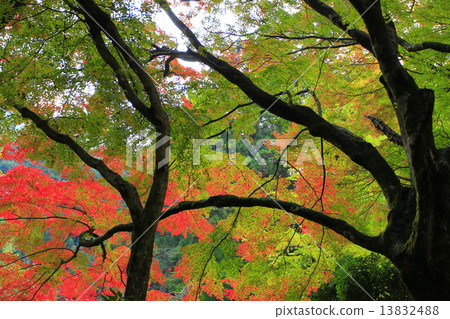 秋天的樹葉 13832488