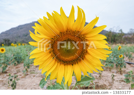 Sunflower in the field 13833177