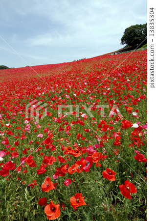 Poppies of Chichibu Takahara Ranch 13835304