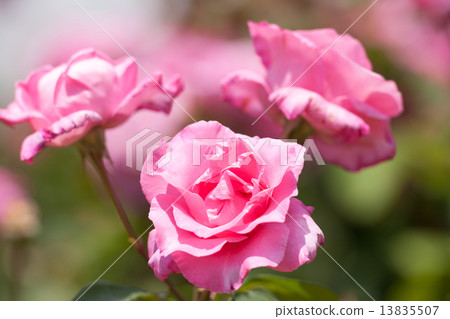 Rose The McCartney Rose 13835507