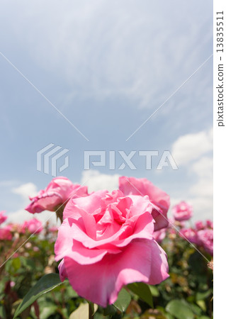 Rose The McCartney Rose Rose The McCartney Rose 13835511