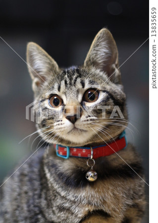 abandoned cat 13835659