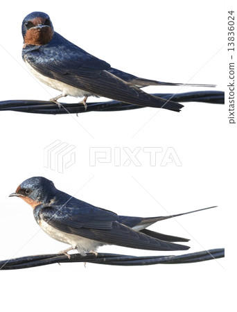 Swallows staying on wires (sideways) Swallows staying on wires (sideways) 13836024