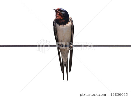 Swallows staying on the wire (front) 13836025