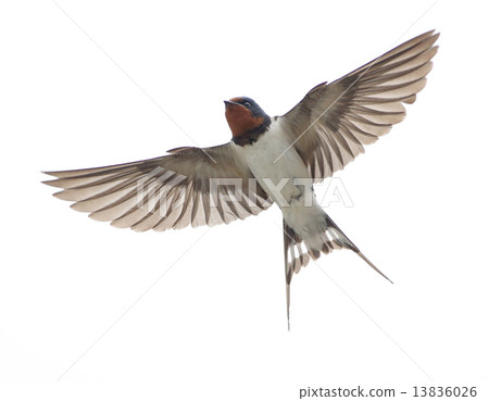 燕子飛 燕子飛 13836026