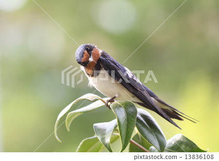 Tsubaki and swallow (neck crank) Tsubaki and swallow (neck crank) 13836108