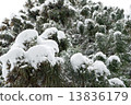 說謊在樹的雪 13836179