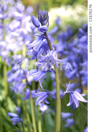 Refreshing Spring Flower Bed: Schiller (Bell Dolphins) Refreshing Spring Flower Bed: Schiller (Bell Dolphins) 13836276