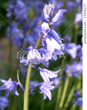 Refreshing Spring Flower Bed: Schiller (Bell Dolphins) 13836277