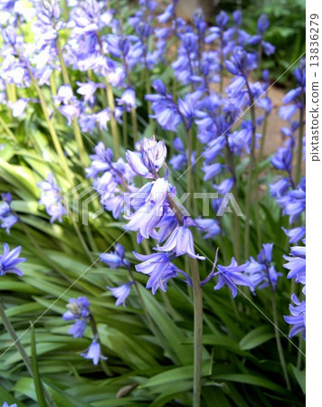 Refreshing Spring Flower Bed: Schiller (Bell Dolphins) Refreshing Spring Flower Bed: Schiller (Bell Dolphins) 13836279