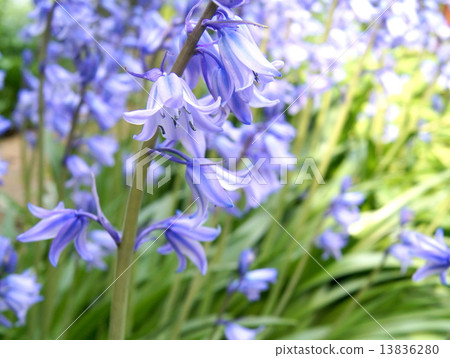 Refreshing Spring Flower Bed: Schiller (Bell Dolphins) 13836280