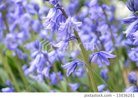 Refreshing Spring Flower Bed: Schiller (Bell Dolphins) Refreshing Spring Flower Bed: Schiller (Bell Dolphins) 13836281